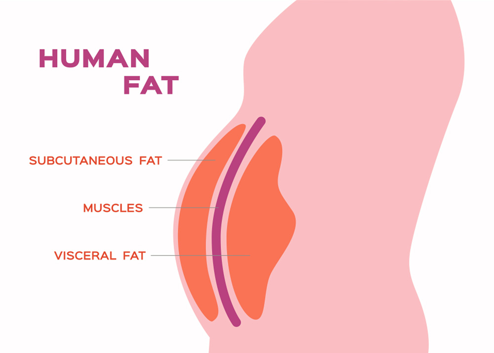 How to Get Rid of Belly Fat? | DeFATO Hub